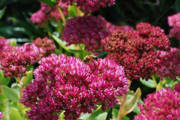 Purple sedum to provide healing infusions that increase potency